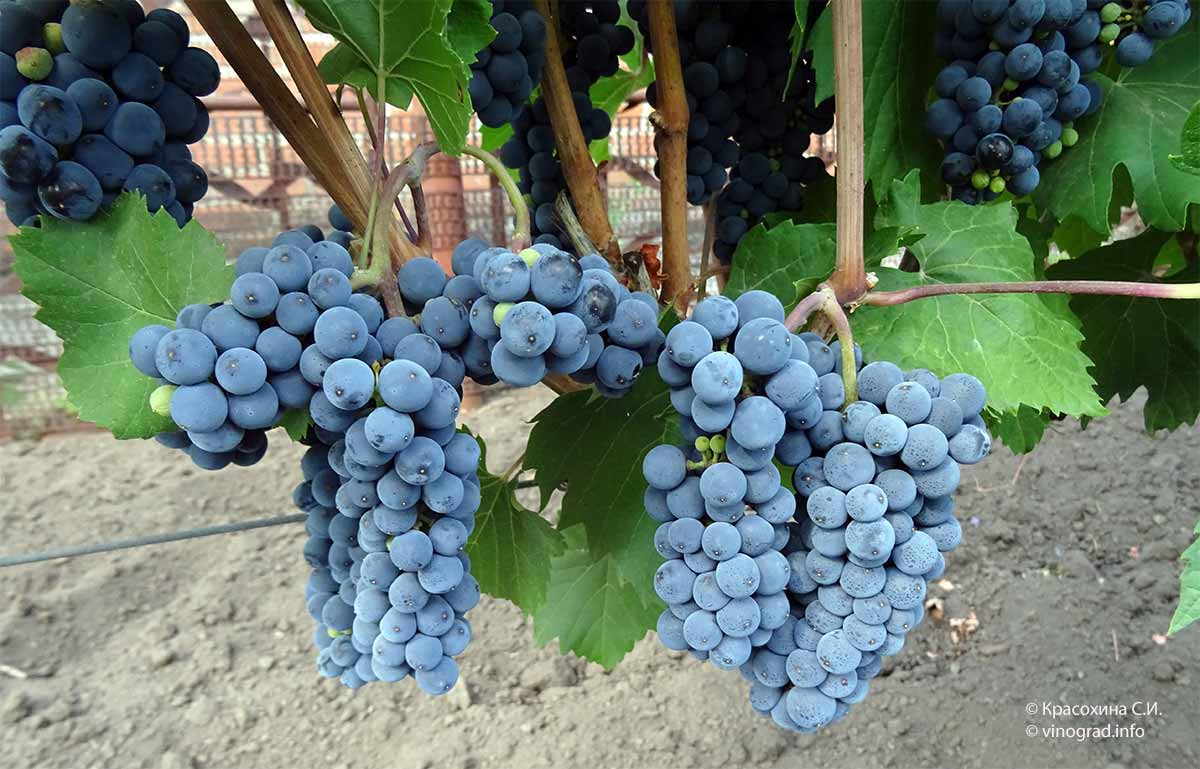 Винные сорта винограда прохладного климата региона Онтарио, Канада