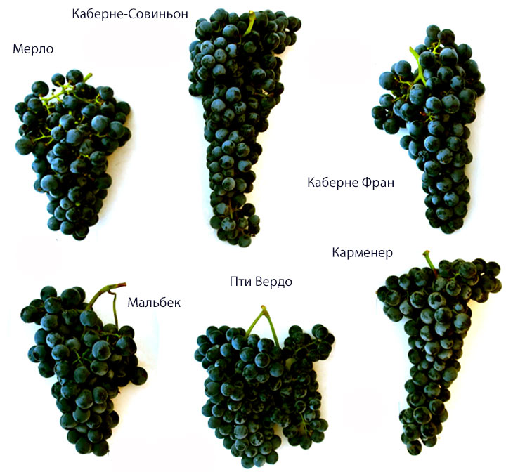 какие сорта винограда используют для производства вина
