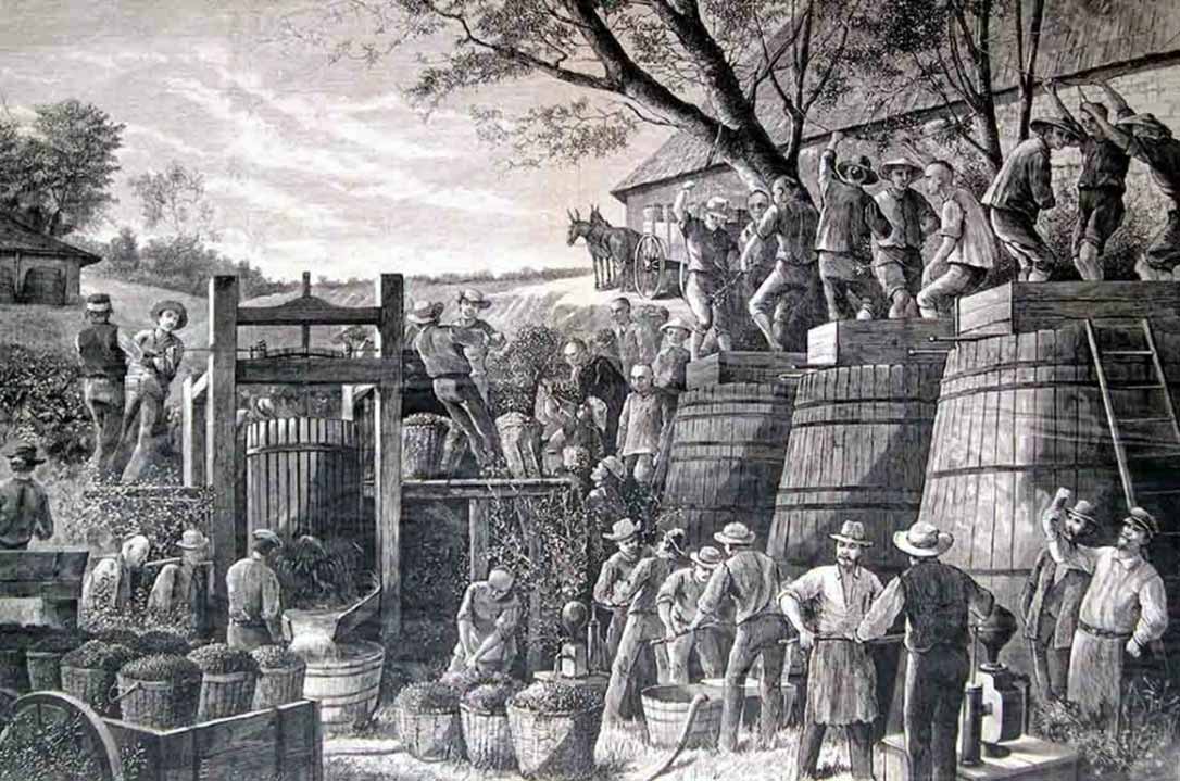 китайские рабочие давят виноград 19 век