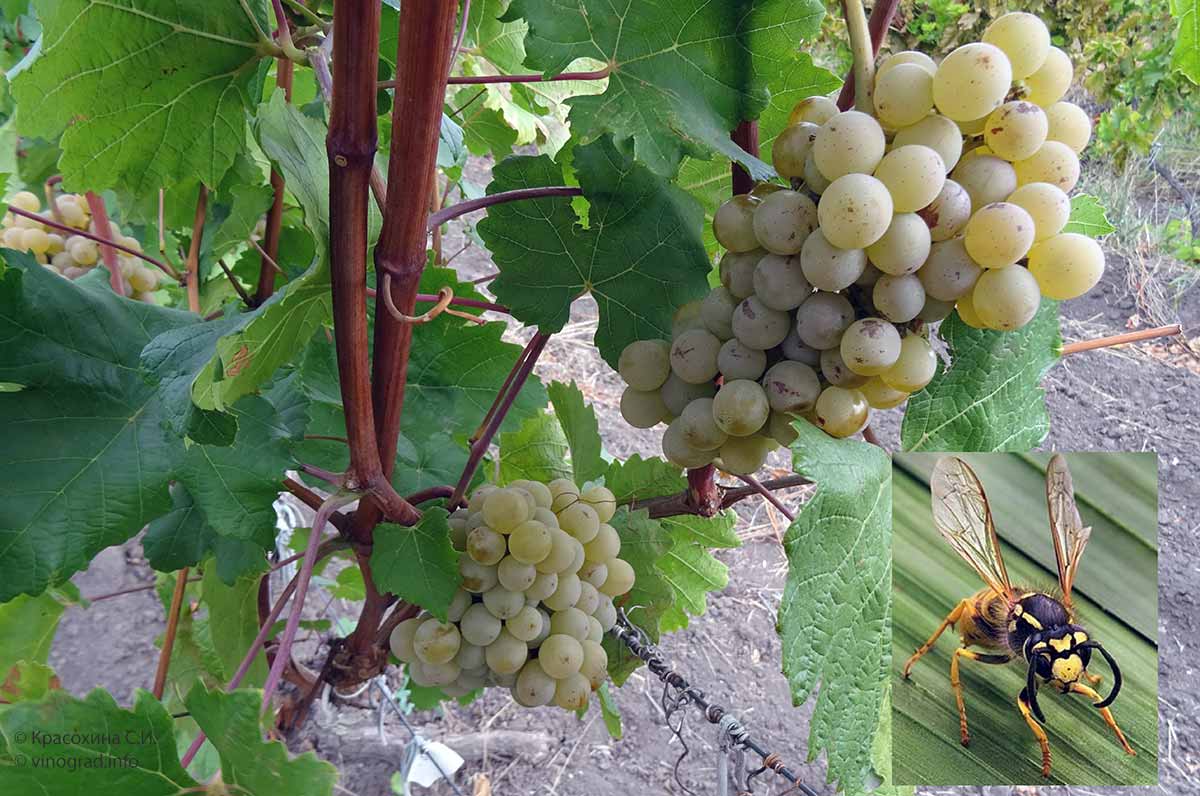 Осы на винограде: ловушки с учетом биологии вредителя