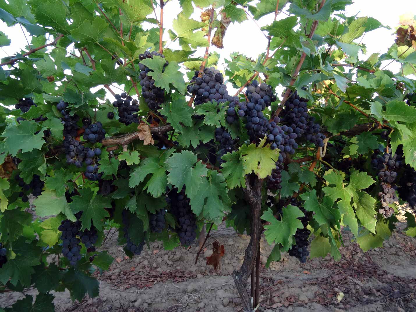 Путеводитель по винным гибридным сортам винограда для начинающих