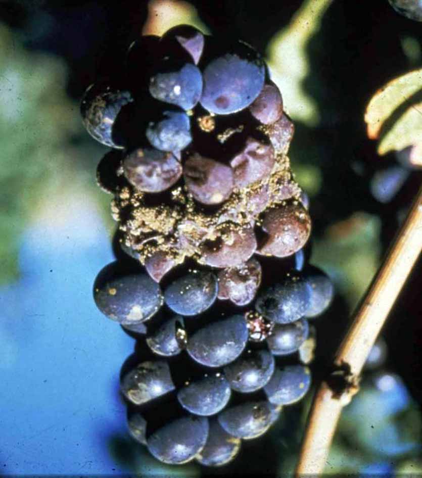 гроздь винограда, поврежденная серой гнилью