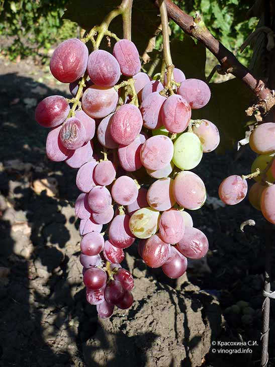 Сорт винограда Рюхо - увядание от жары