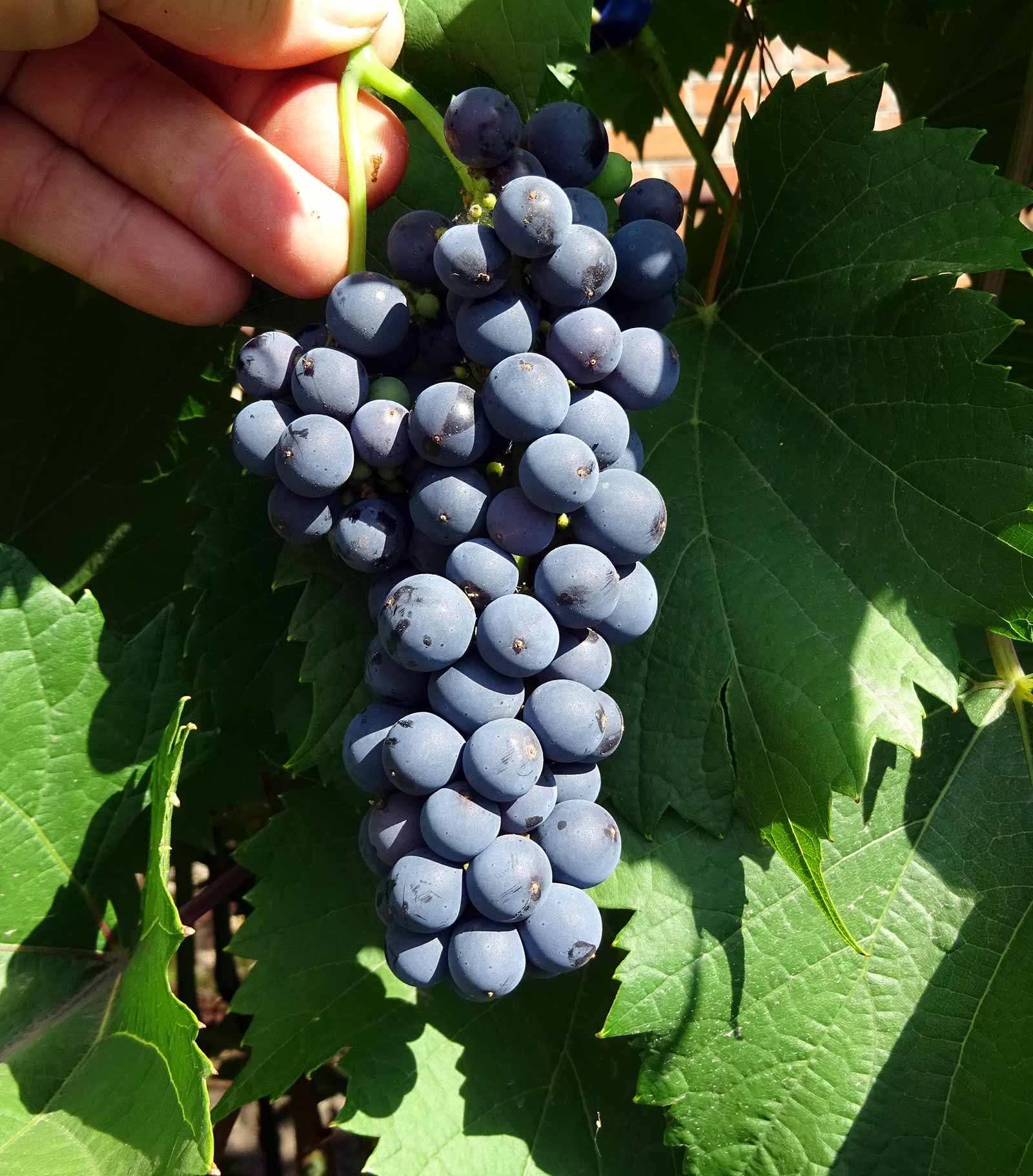Гроздь сорта винограда Maréchal Foch
