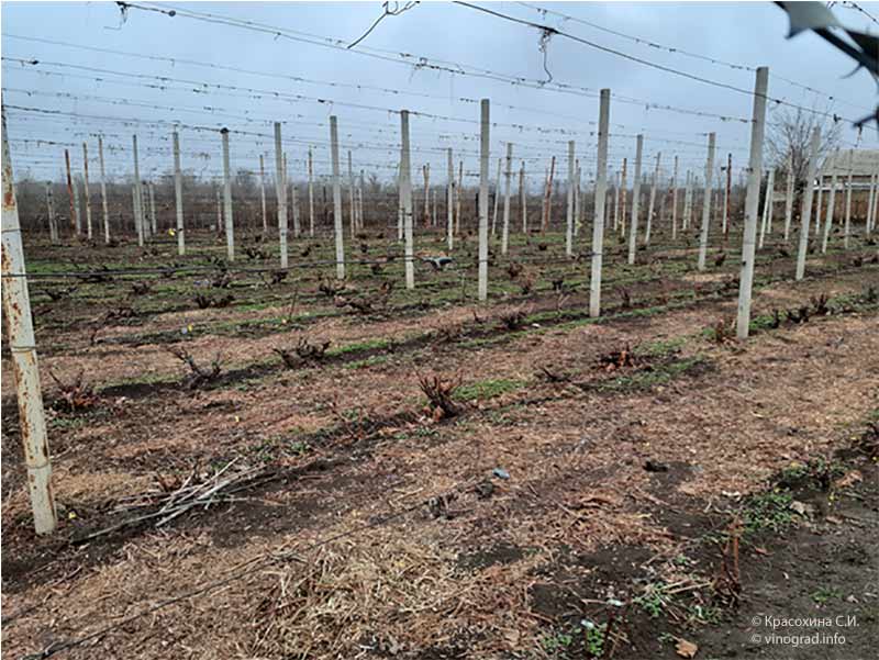 мульчирование почвы на винограднике