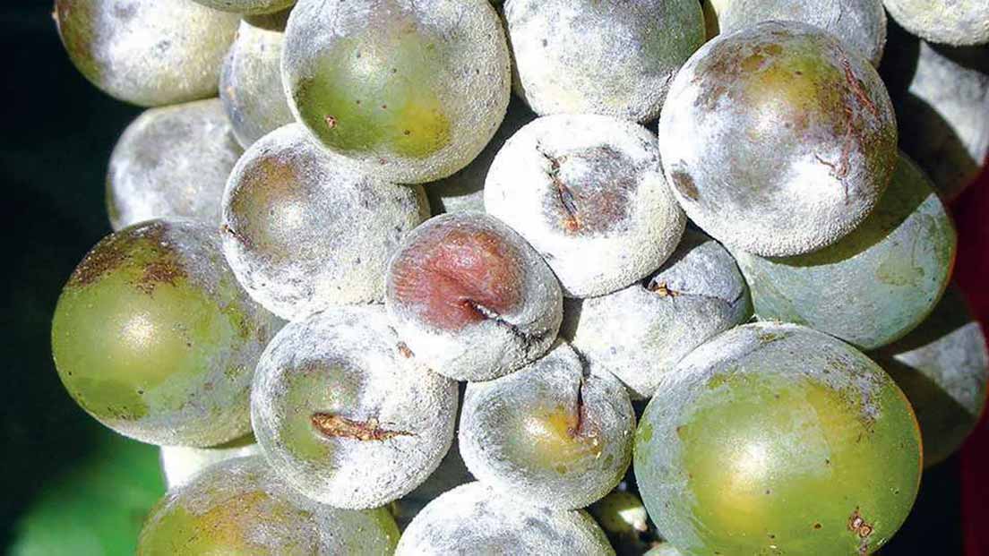 оидиум на винограде