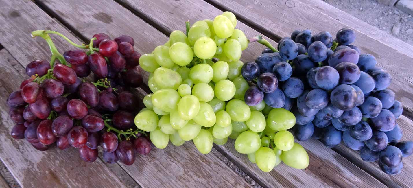 полезный виноград