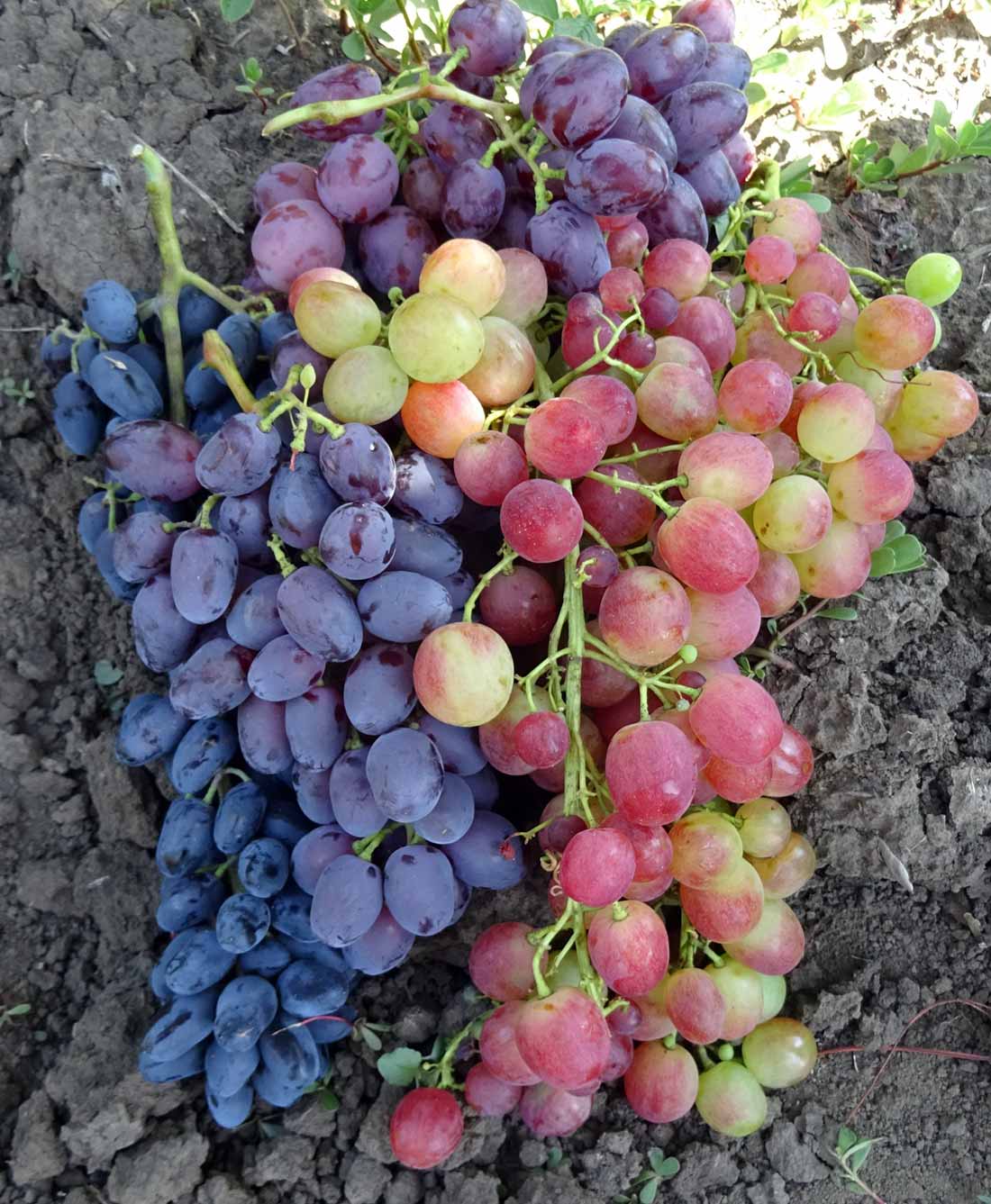 синий и розовый виноград