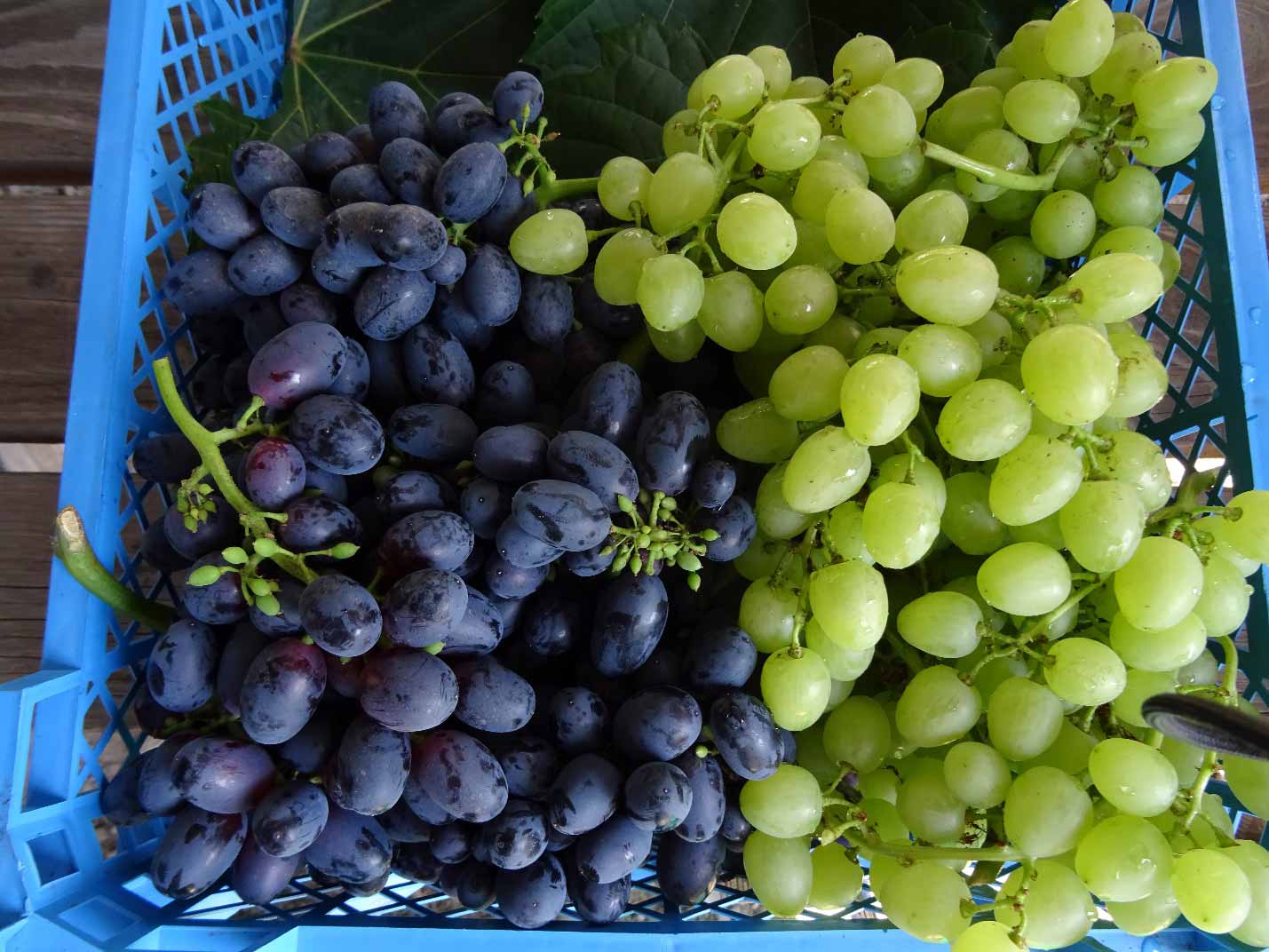Сорта синего винограда названия и фото