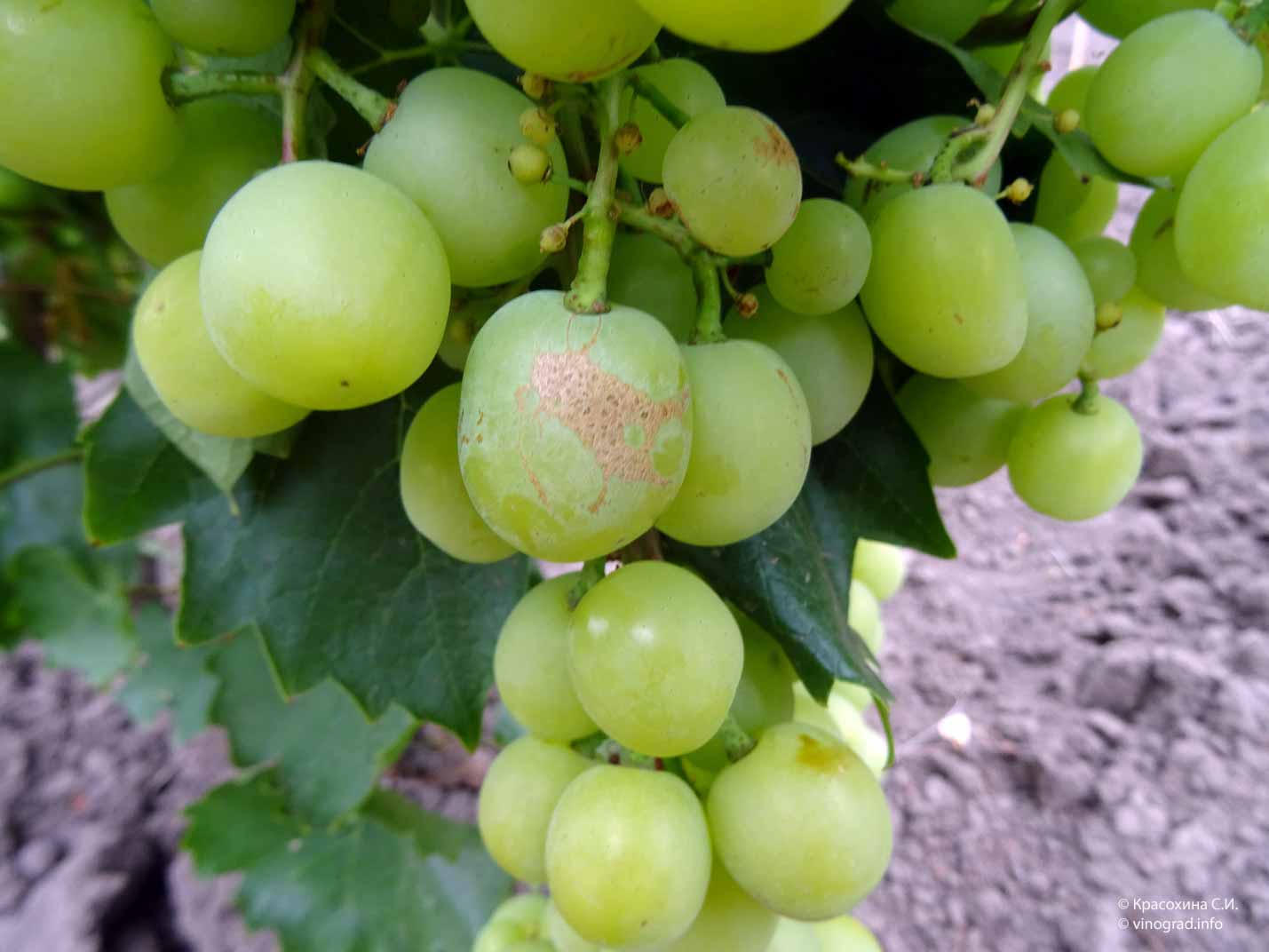 Повреждение гроздей винограда трипсами