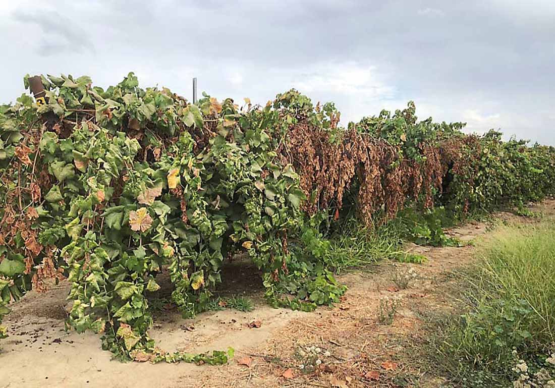 поражение кустов винограда  гербицидом   индазифлам