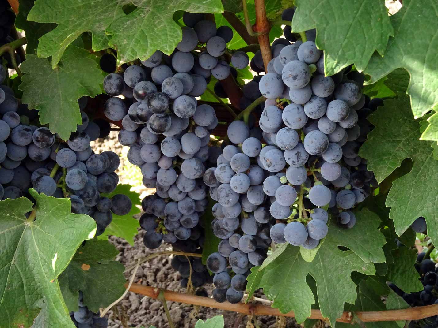 Каберне виноград фото