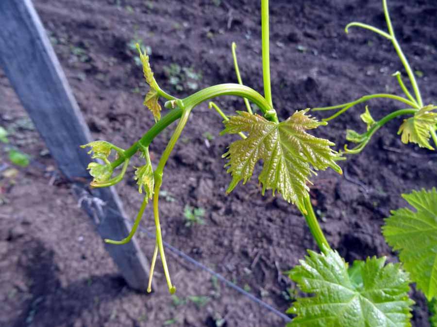Коронка молодого побега   сорта Regal seedless