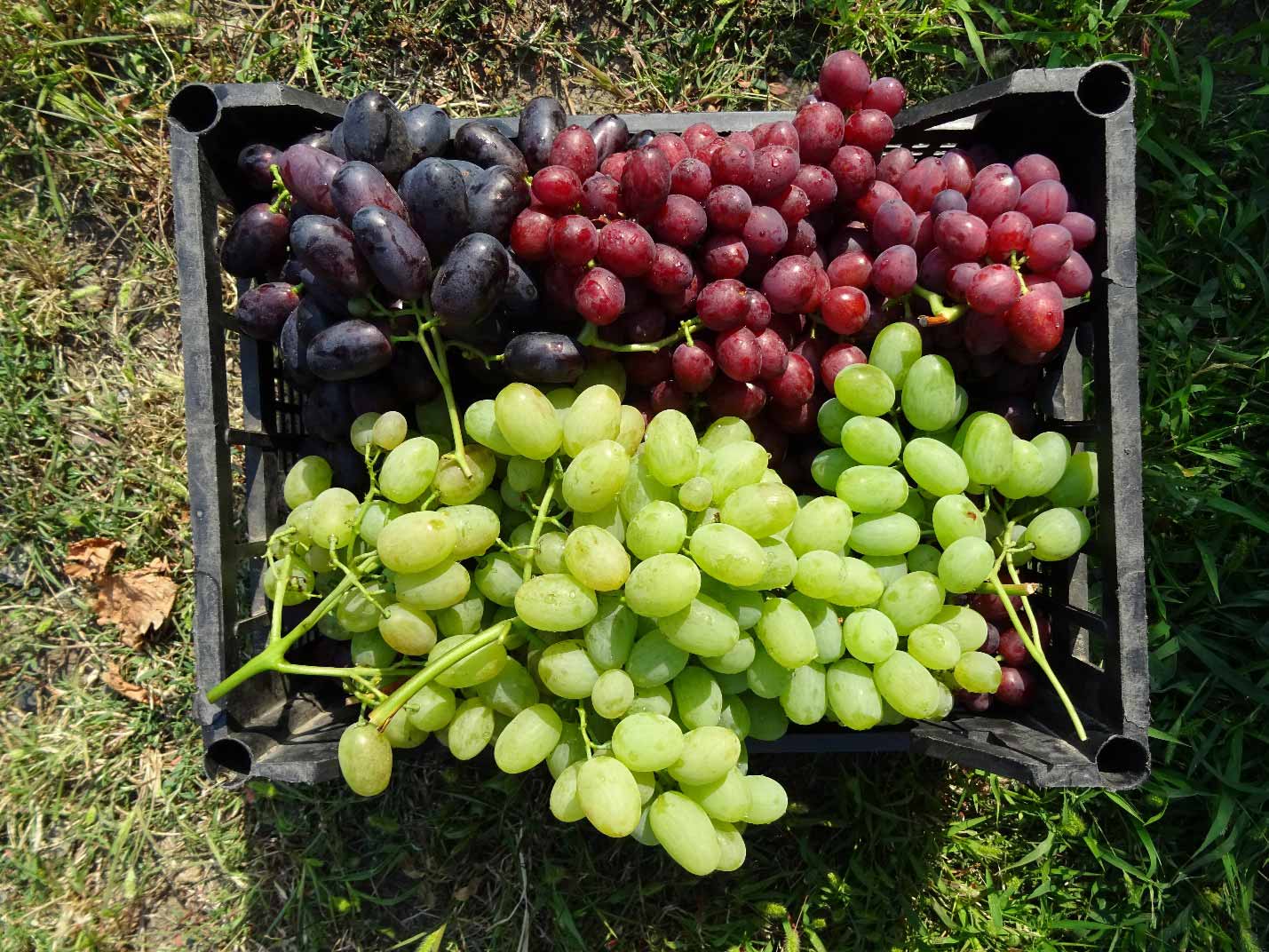 Столовый виноград в ящике