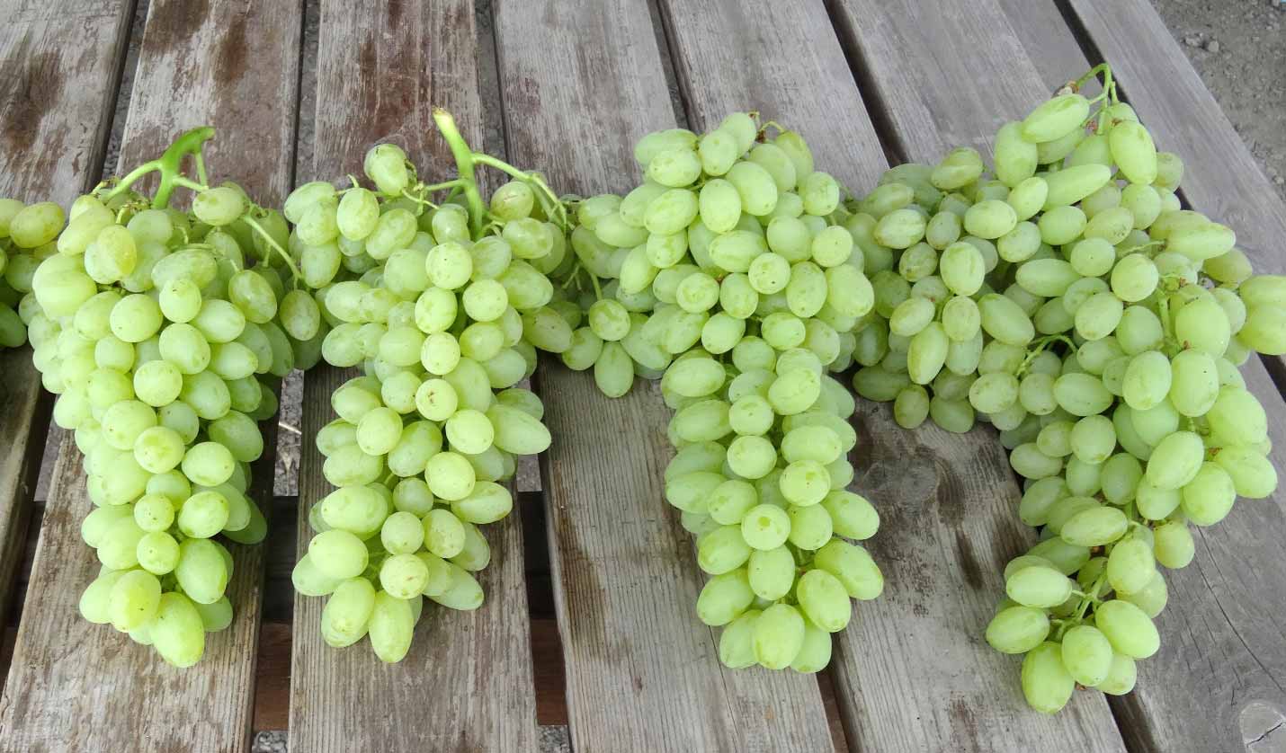 бессемянный виноград Сентеньел сидлис