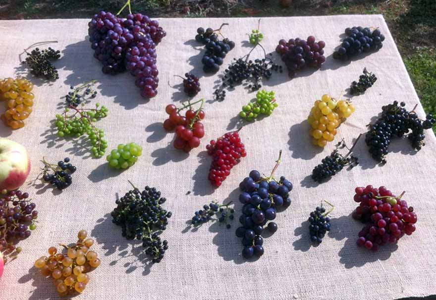 Виноград бывает разной формы и размера