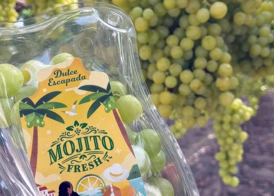 Мохито Фреш (Mojito Fresh) – сорт столового винограда