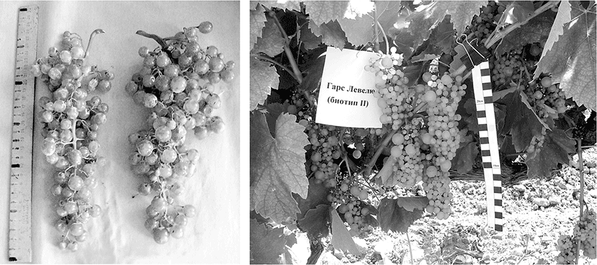 Грозди сорта винограда Гарс Левелю, биотип II