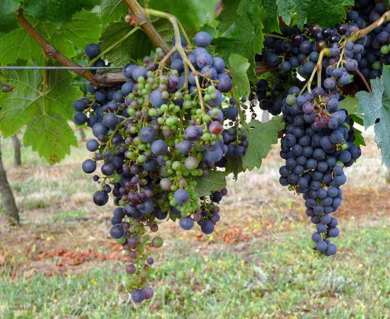 мильондаж винограда - много зеленых горошащихся ягод винограда