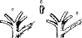 прививка впритык