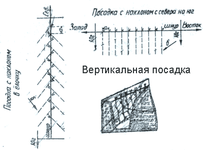 Школка винограда схема посадки