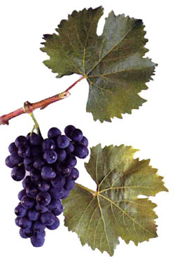 Сорт винограда АЛЬФА