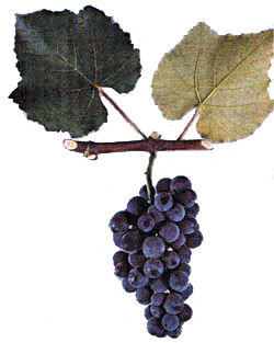 винограда Изабелла