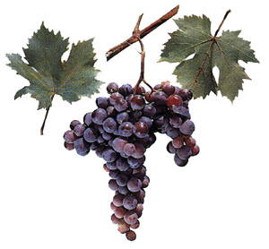 Сорт винограда Юбилей Молдавии