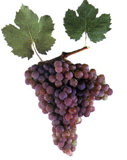 Сорт винограда Кульджинский