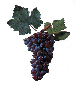 Сорт винограда Матяш Янош