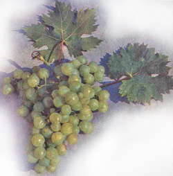 Сорт винограда Мускат Ереванский