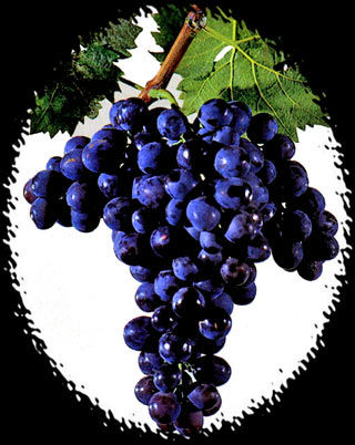 Сорт винограда Мускат гамбургский