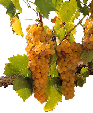 Виноград Мускат белый: описание сорта, фото