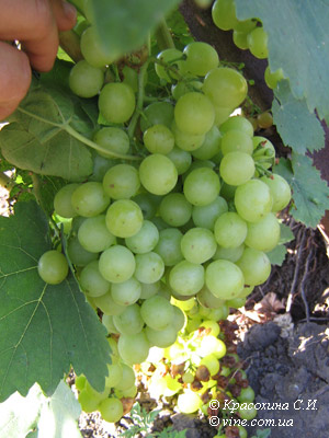 Сорт винограда Мускат янтарный