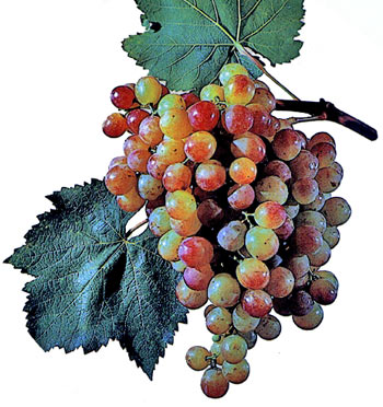 Сорт винограда Нимранг