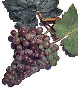 Сорт винограда Новоукраинский ранний