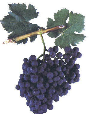 Сорт винограда Ранний Магарача