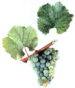 Сорт винограда Сильванер