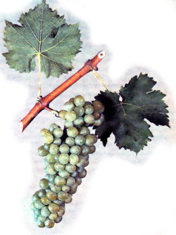 Сорт винограда Совиньон зеленый