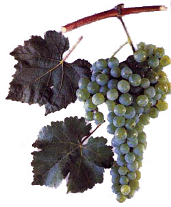 Сорт винограда Золотистый устойчивый