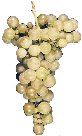 виноград Вионье