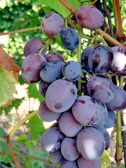 Атаман Павлюк - виноград
