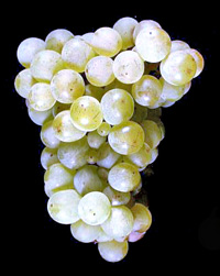 Оптима - гроздь винограда