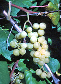 Эдельвейс - виноград