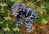 Корвина - виноград