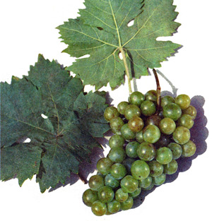 Сорт винограда Киргизский ранний