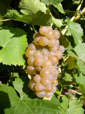 Сорт винограда Сейваль блан