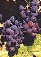 Трессо нуар - виноград