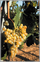 виноград Винитор