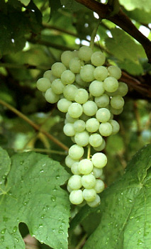 виноград Химрод
